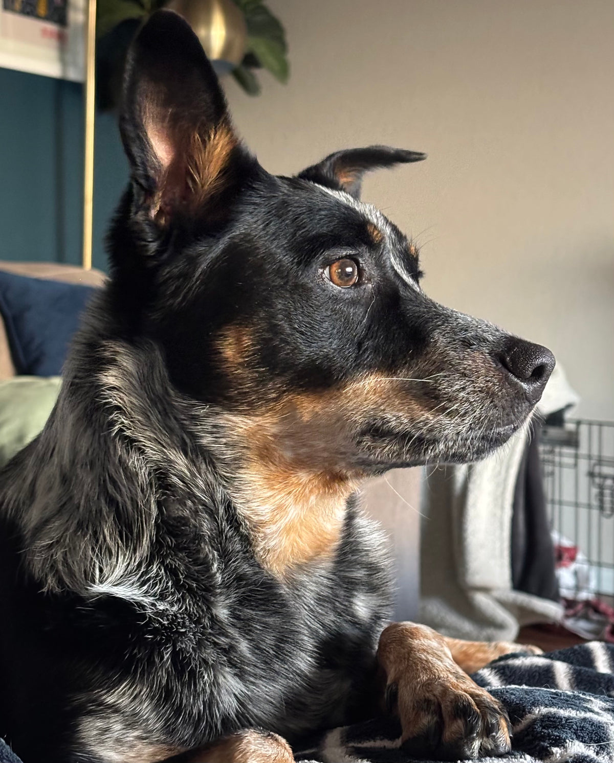 Tell us your dog's story instead.