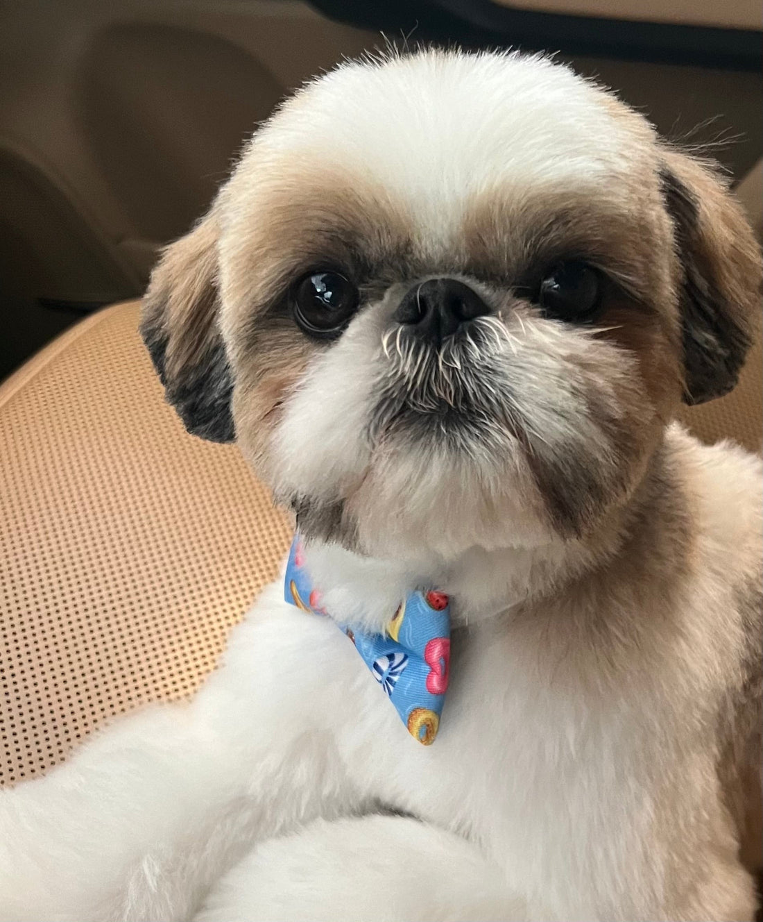 Shih Tzu dog