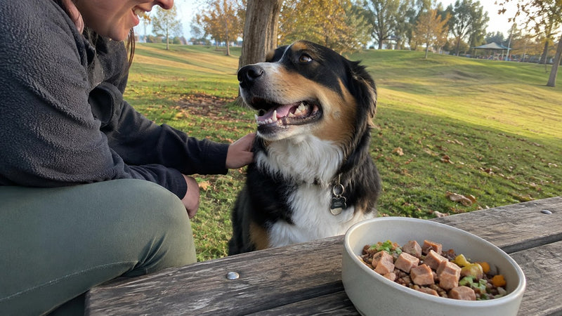 Bowl outside, tail going